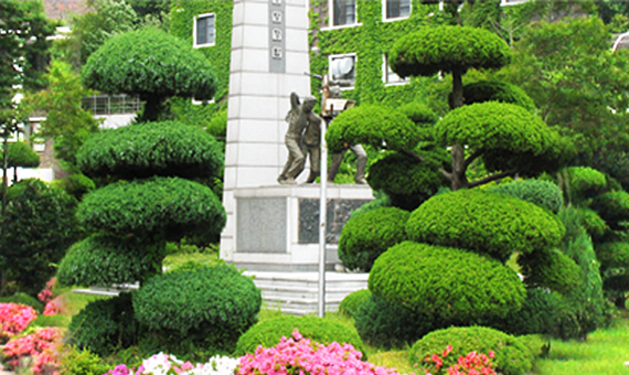 학교의 향나무들이 클로즈업되어 있다.
